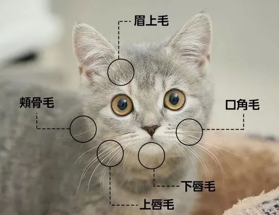 你知道猫咪胡须的秘密么,捡到猫咪的胡子有什么寓意