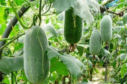 冬瓜亩产,冬瓜怎么管理施肥才能丰收