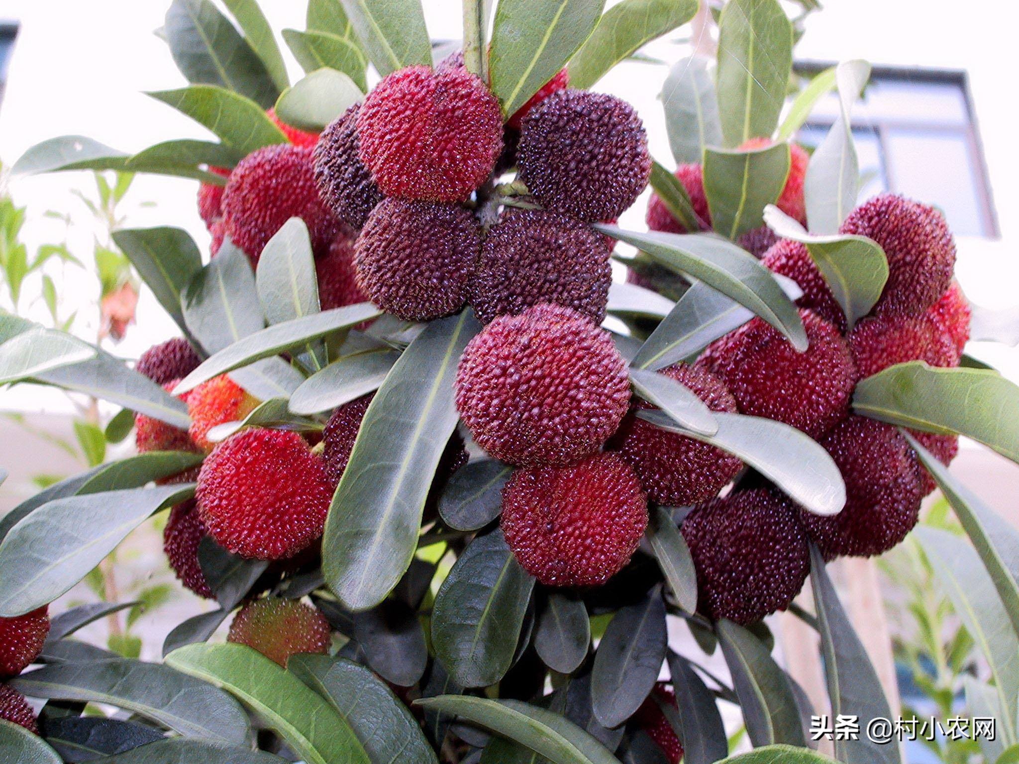 杨梅酸甜可口，但把杨梅汁弄到衣服上怎么办？这6种方法你用过吗?