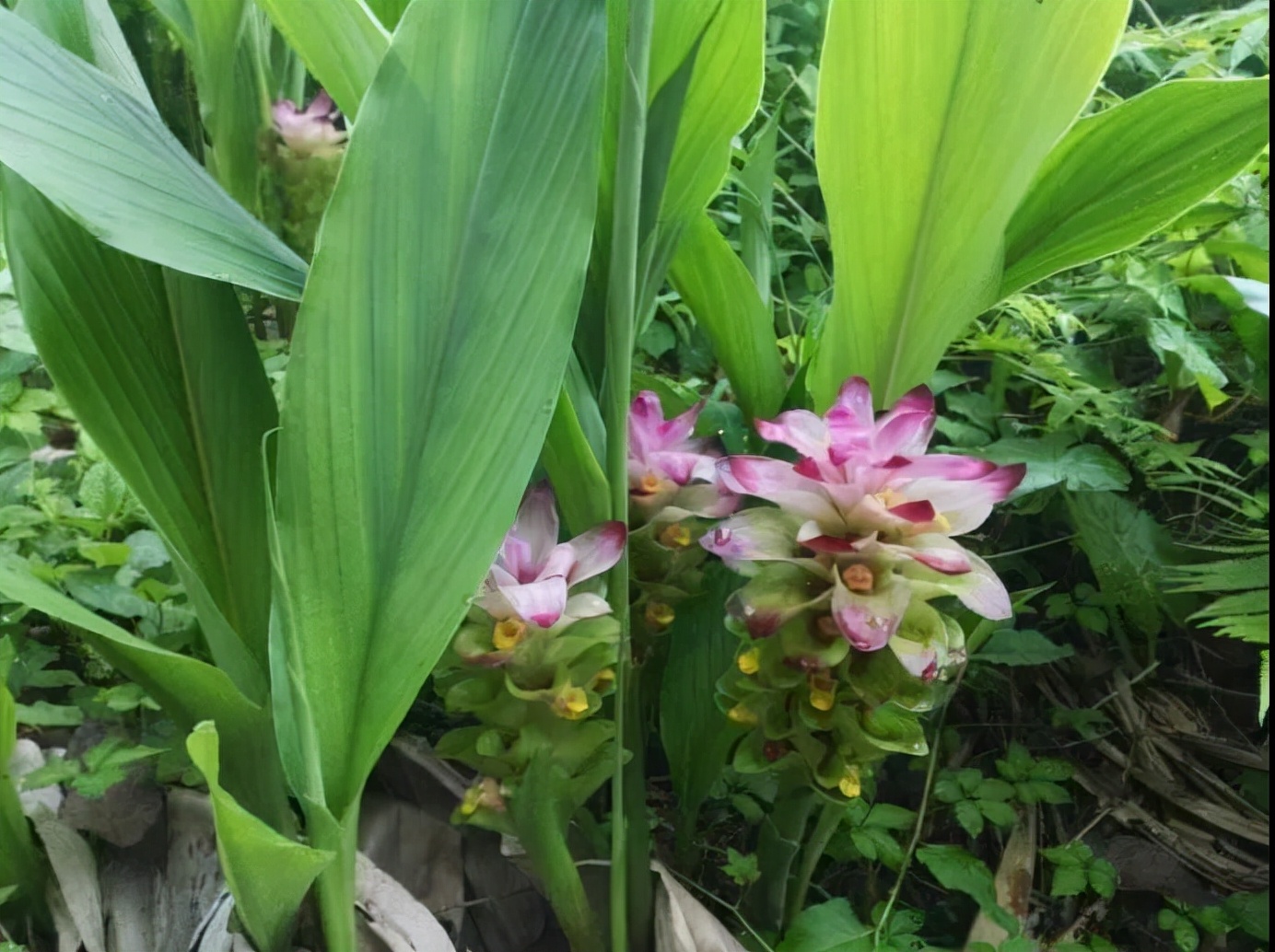 每天学习一味中药,郁金是一味什么中药