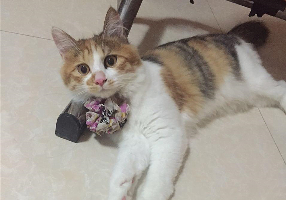 自己在家给猫咪打疫苗注意事项,自己给猫咪打疫苗会被记仇吗