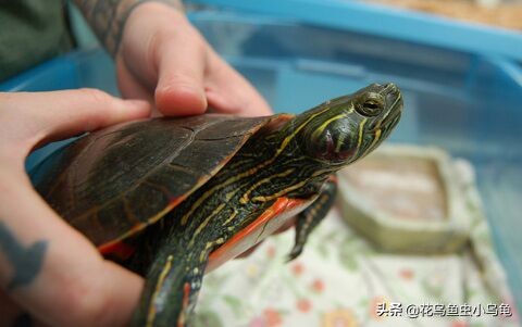 怎么养乌龟能让乌龟认主人,新手养乌龟建议养什么乌龟