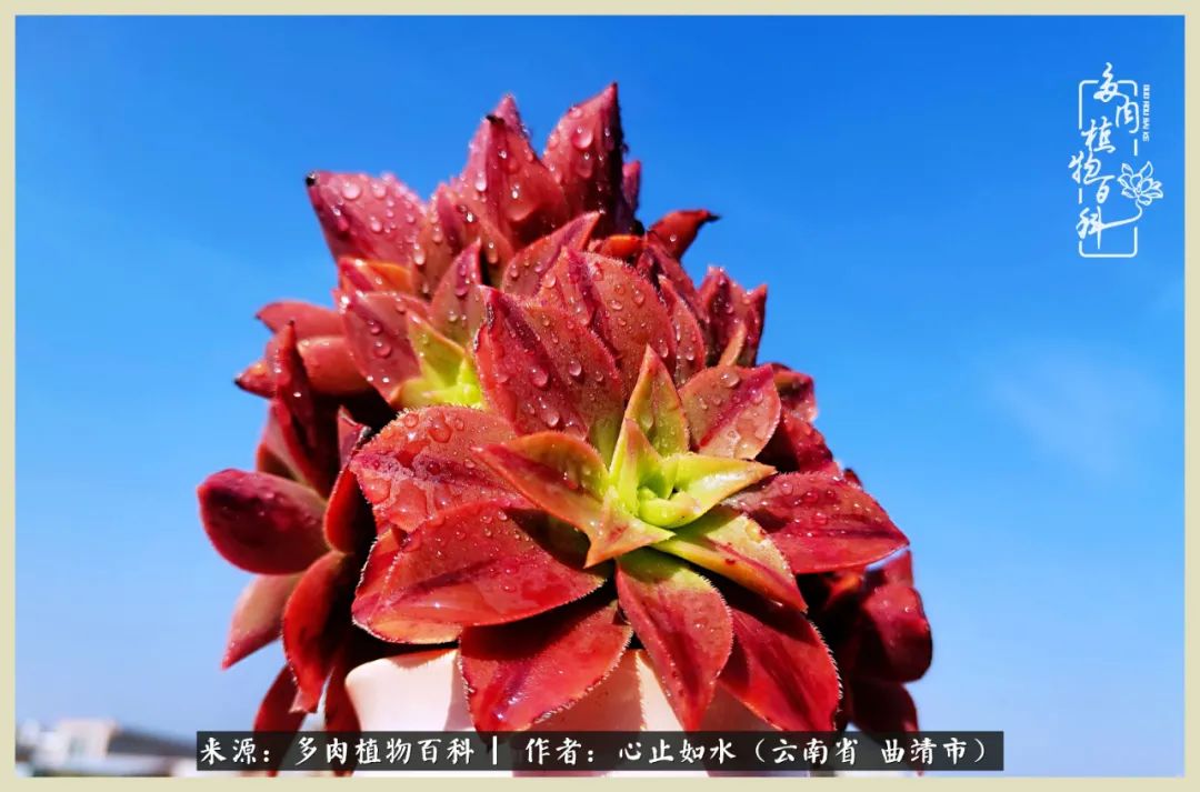 景德镇精品拇指多肉盆,轻奢多肉拇指盆3.5