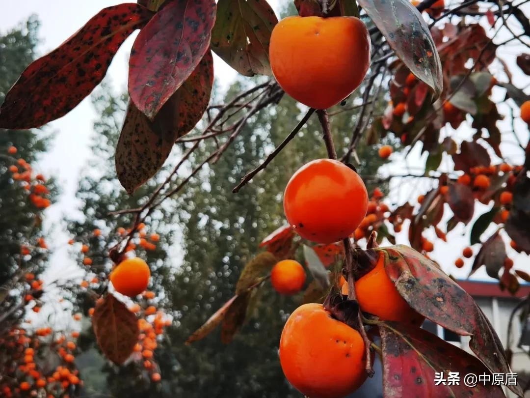 【我为群众办实事】淇县：秋末柿子红检民情意浓