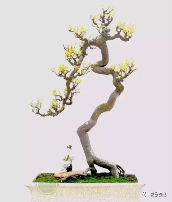 48种绝世盆景,绝世惊艳之作