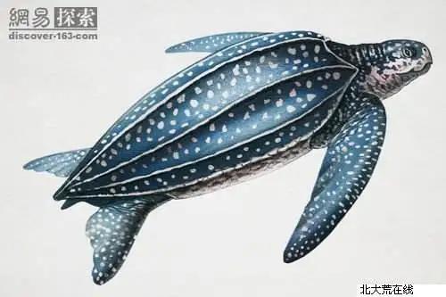 凶猛一点的新手龟,凶猛的龟都有什么品种