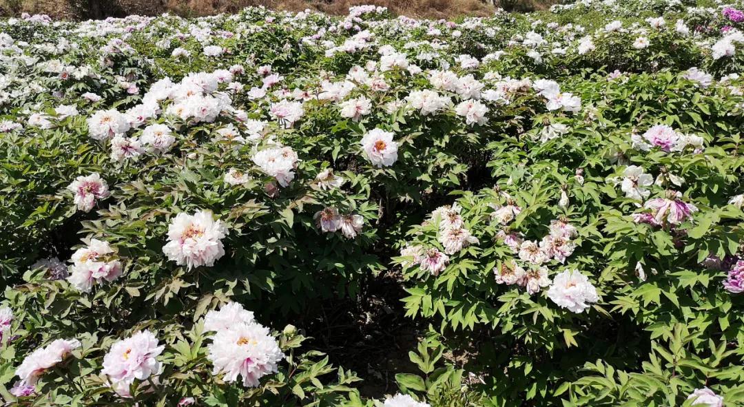 牡丹有哪些新品种,牡丹怎样培育新品种视频讲解