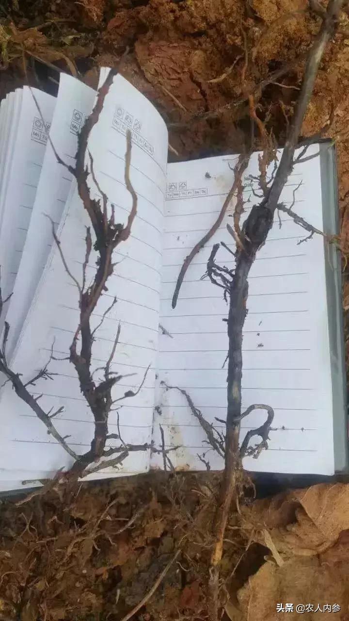 几种果树根部病害的症状识别与防治！