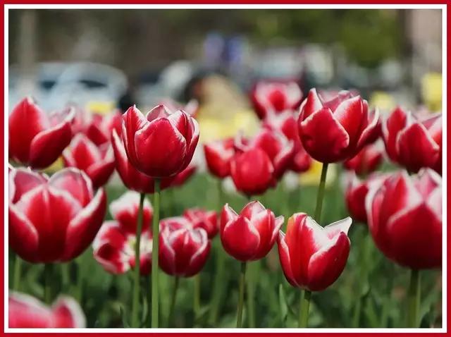 魔都四月赏花,魔都春季赏花好地方