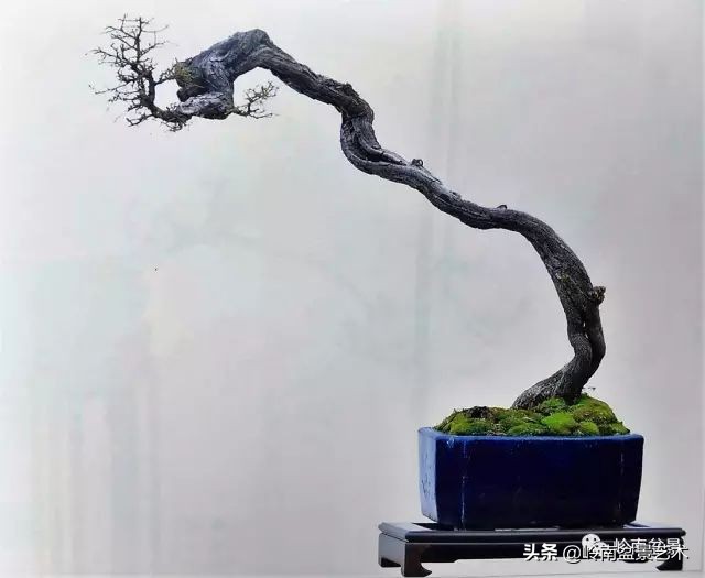 杂木盆景也毫不逊色,杂木盆景值钱吗