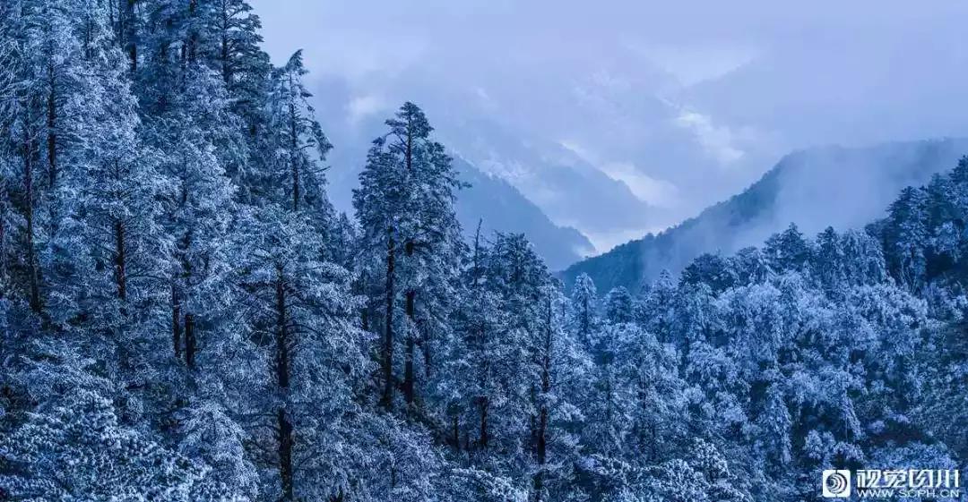 冰雪与花海齐飞！二月的四川美翻了......