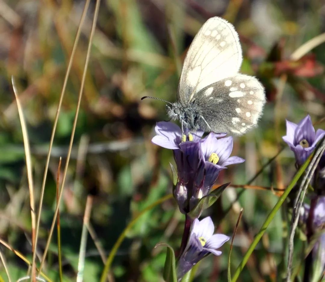 *疆新**的蝴蝶，惊世骇俗