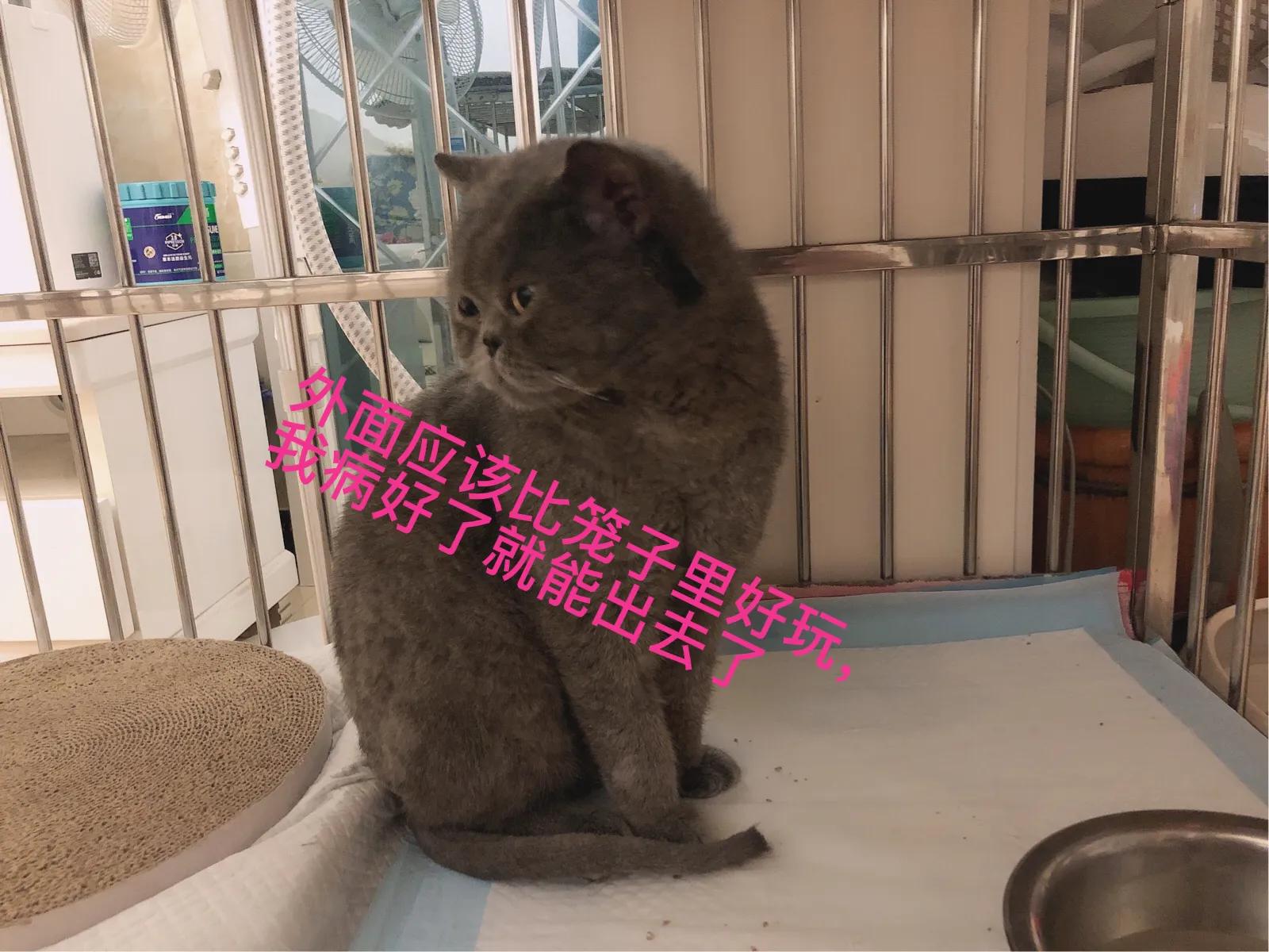 蓝猫加菲和美短能生出什么,蓝猫加菲混血长大后的样子