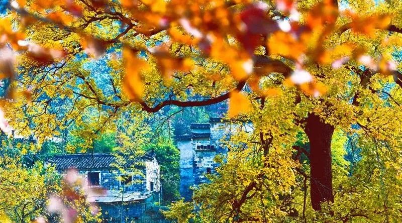 徽州赏秋三日游自驾游攻略,小众徽州赏秋村落