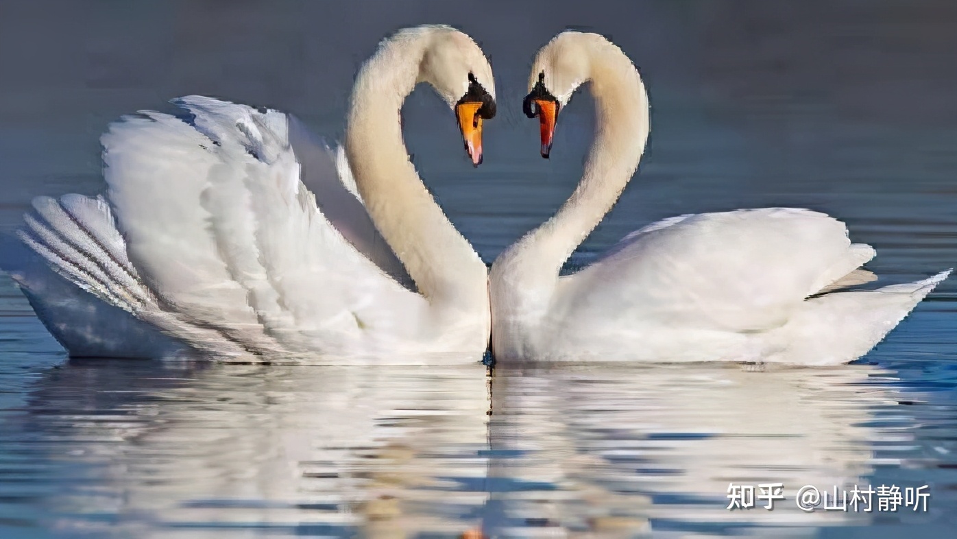 动物都是怎么谈恋爱的,动物界最奇葩的表白方式