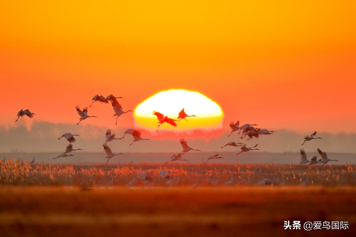2020观鸟大年,观鸟大年完整版