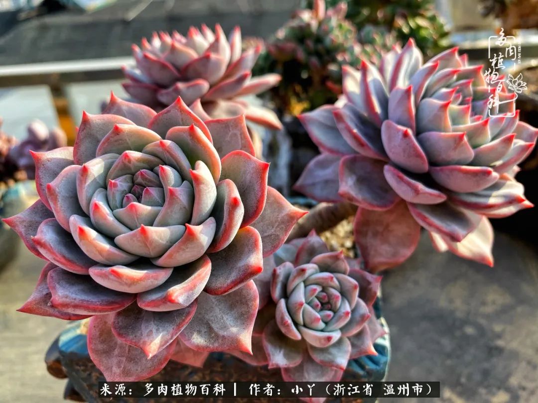 祖上无院家里无矿，一腔浪漫情怀付诸楼顶造花