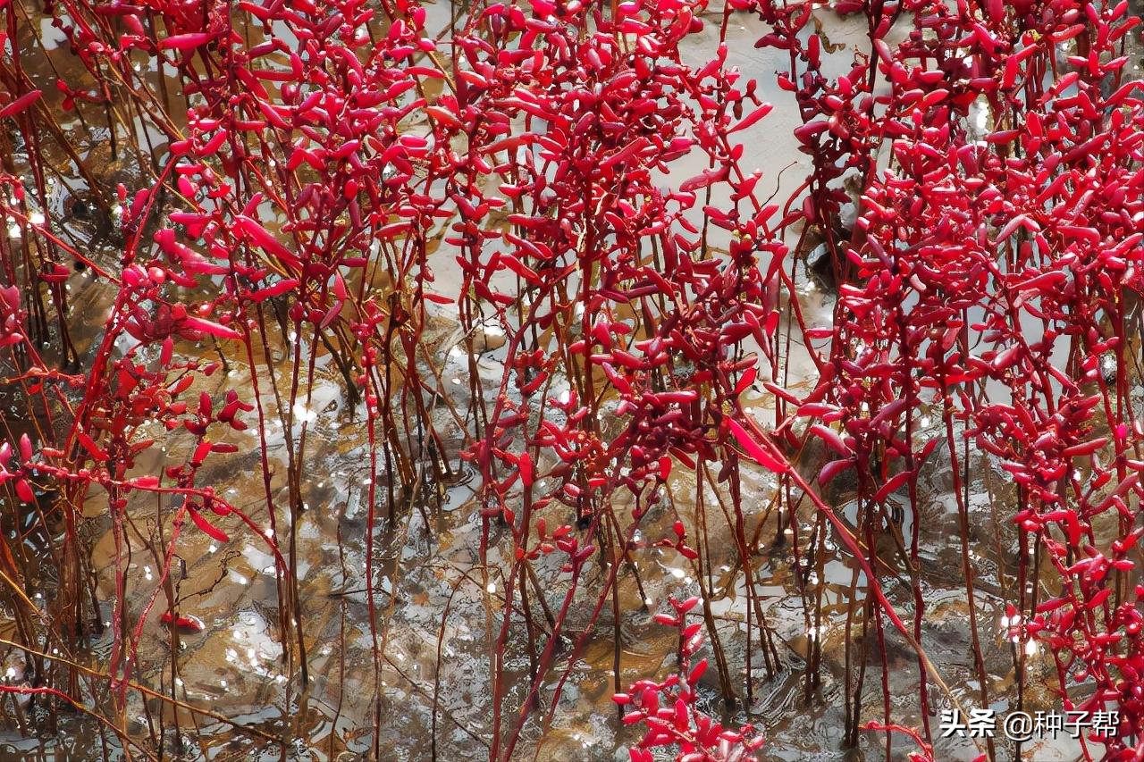 碱蓬草又名盐荒菜图片,碱蓬草怎么种植