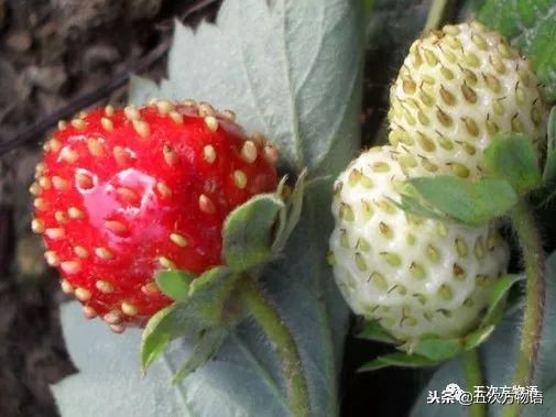 蛇莓是蛇的食物吗,蛇莓和蛇的视频