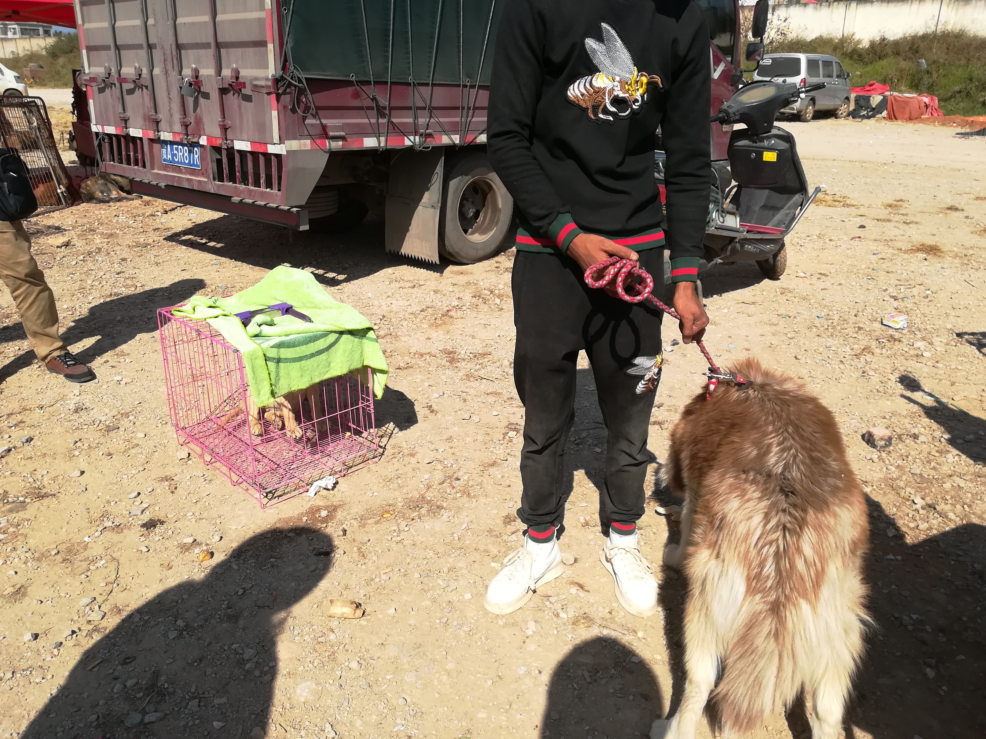 带血统证的拉布拉多价格,网上的拉布拉多卖多少钱一个