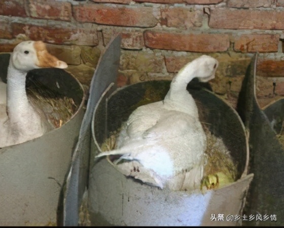如何在家中创业养殖鸡鸭鹅,农村养鹅致富新风口