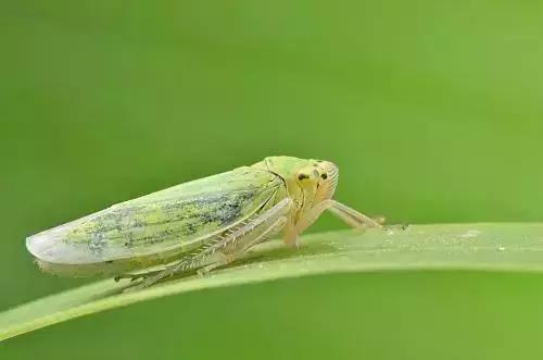 蔬菜苗期地下害虫防治,蔬菜害虫最佳防治方法