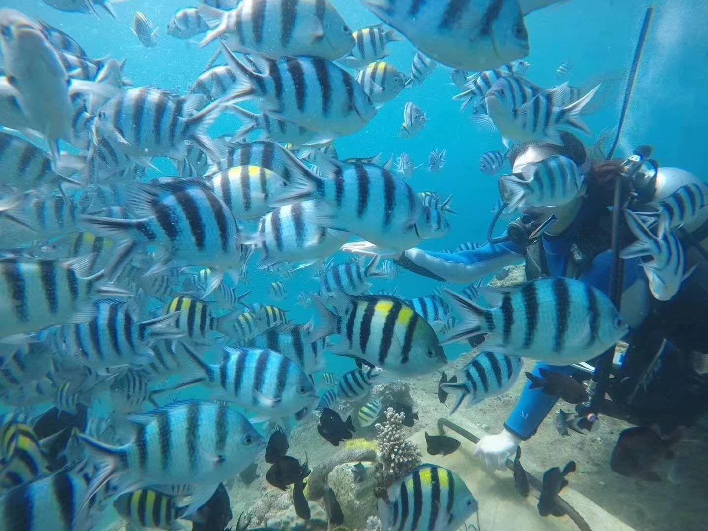 中国最大马尔代夫蜈支洲岛,中国马尔代夫蜈支洲岛视频