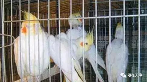 天津哏儿都的好去处,天津哏儿都