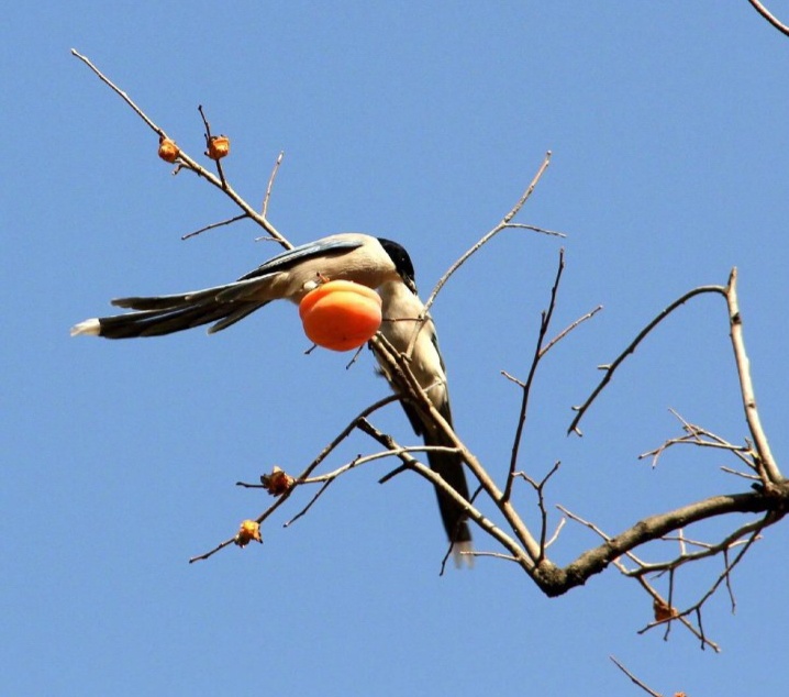 摘柿子为什么要留一个,摘柿子为什么会留一些在树上