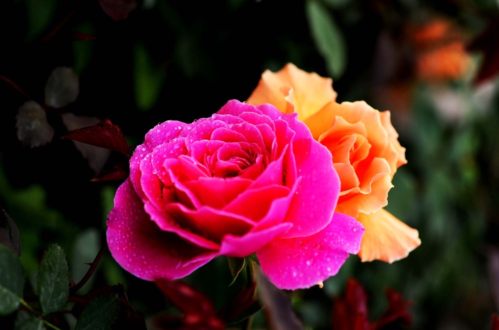 月季爬藤怎么养长得好看些,最好养的月季品种