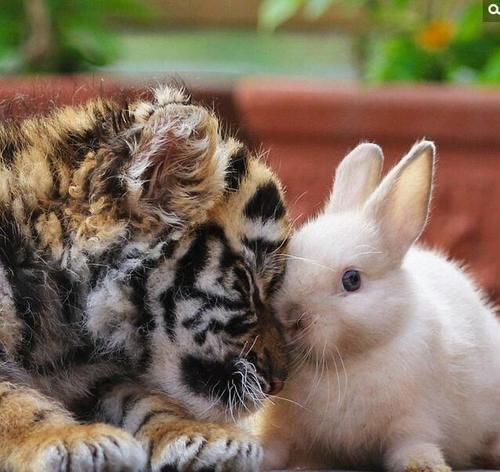 那些喜欢搞小圈子小团体的人,为什么有些人只适合融入小团体