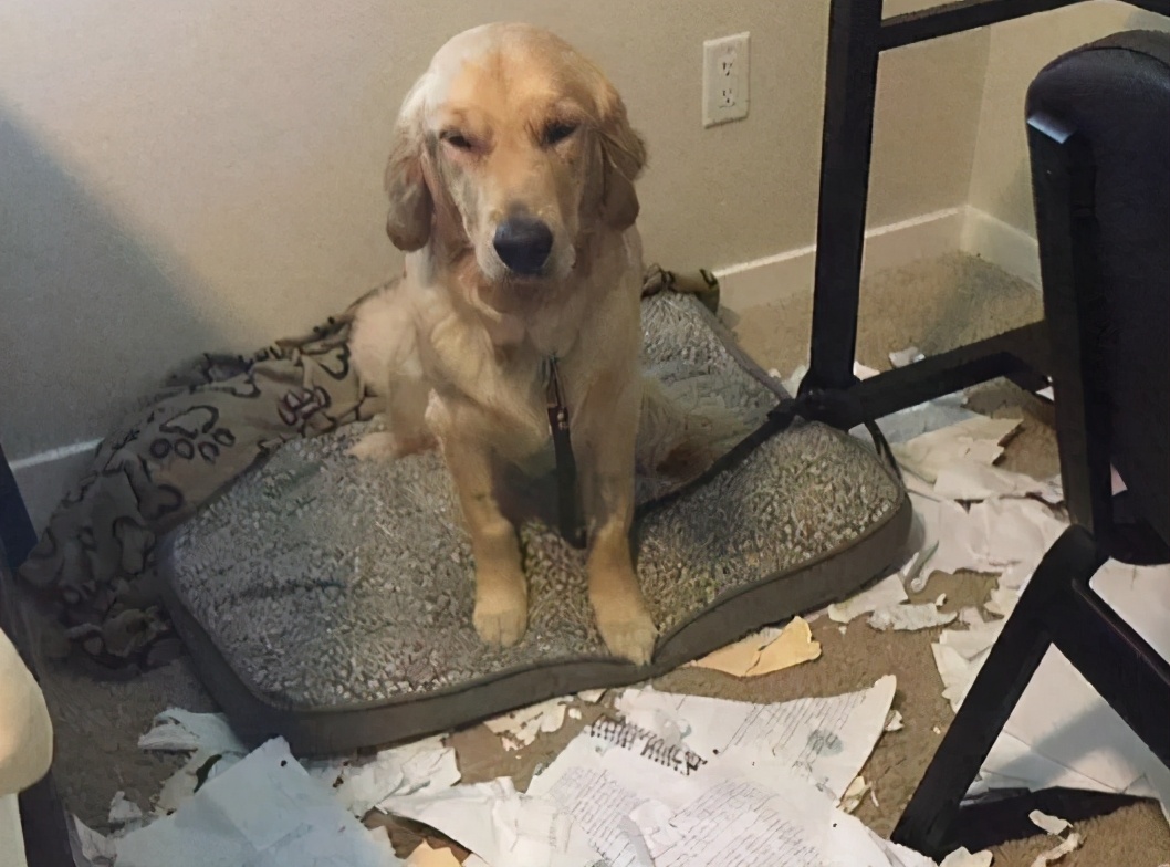 新手养狗养金毛,养狗我劝你不要选雪纳瑞英文