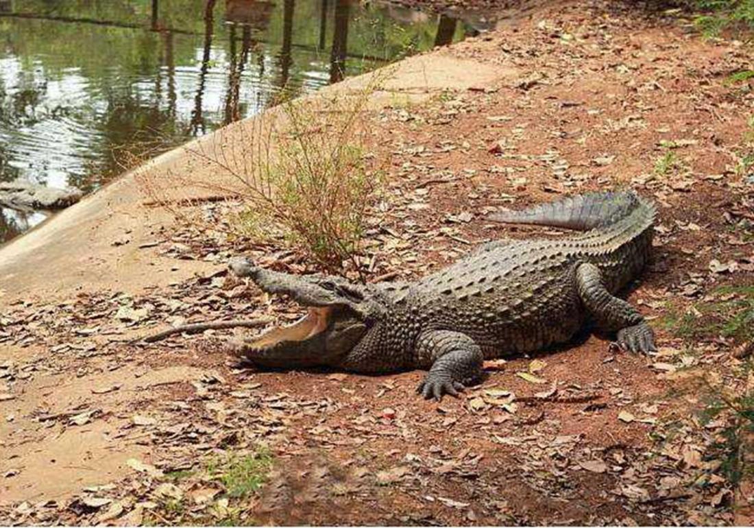 鳄类的养殖与利用,鳄鱼养殖需要注意什么