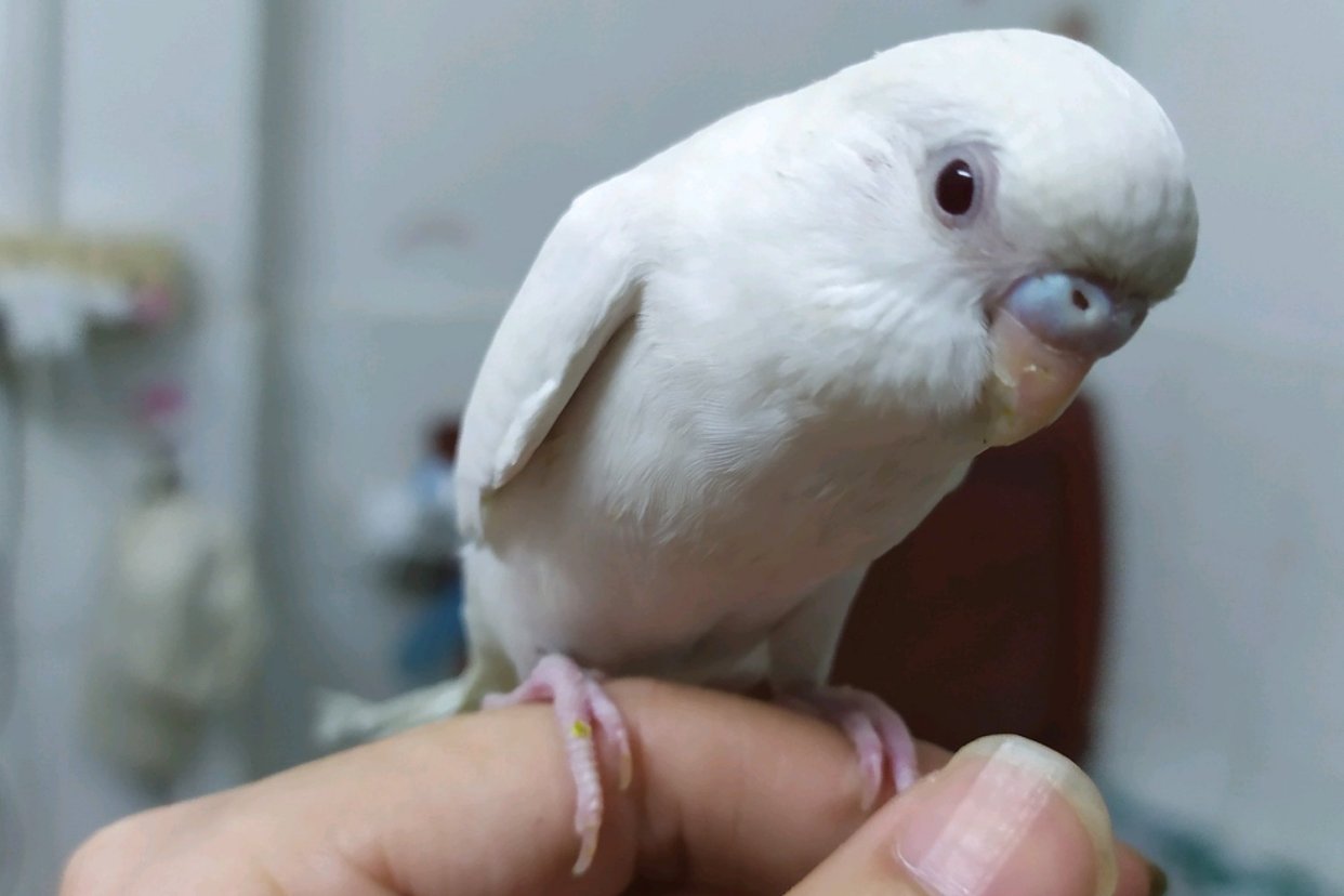 鹦鹉室内怎么排便的视频,鹦鹉怎么才能不乱拉屎