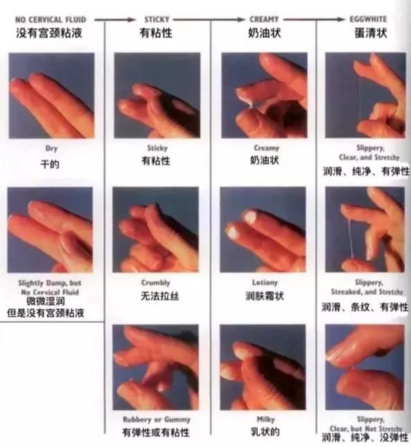 一颗精子和卵子结合概率,一颗精子和卵子相遇过程