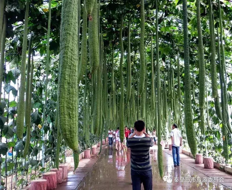 秦皇岛最美公路自驾游路线,秦皇岛摩托车骑行最美路线