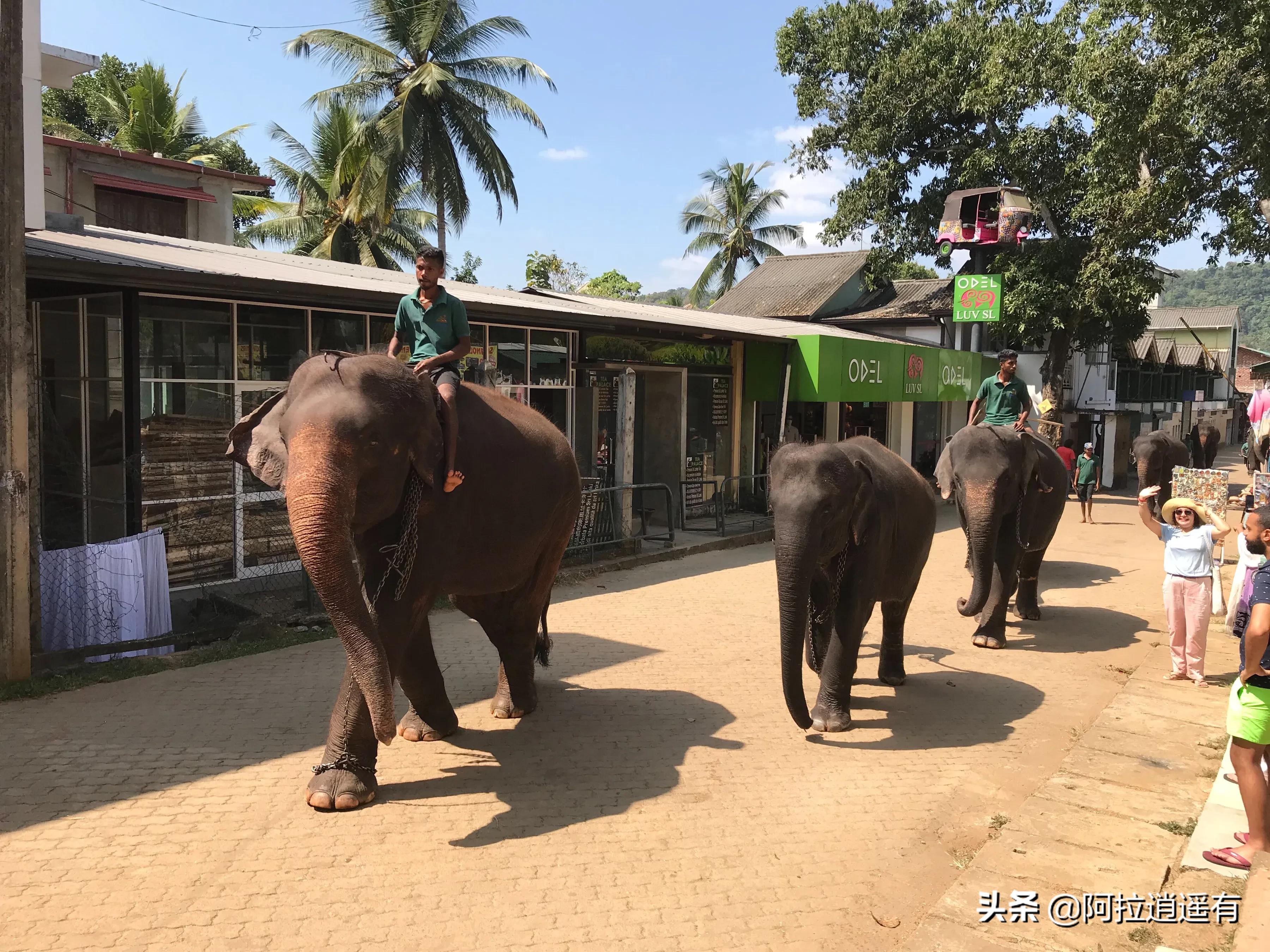 斯里兰卡大象粪便做纸,斯里兰卡大象粪便纸