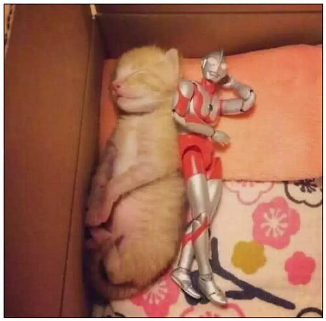 自从有了橘猫,我终于体会到什么叫“十橘九渣”!