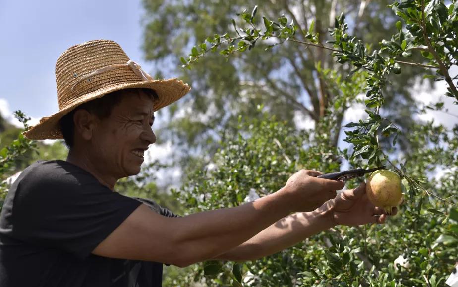 好吃不吐籽的突尼斯软籽石榴来了,被誉为可以吃的雅诗兰黛软籽石榴