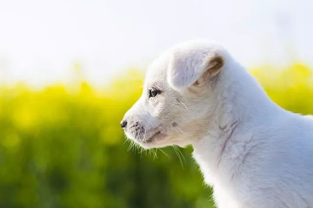 2021年广州圣诞打卡地,广州女神圣诞打卡地点