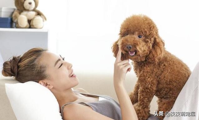 养泰迪犬是公的好还是母的好,养泰迪犬非要狗笼吗