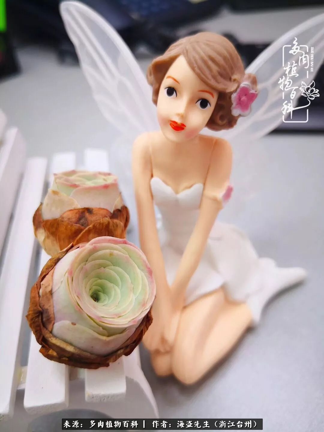 多肉玫瑰多少度休眠,多肉玫瑰唤醒教程