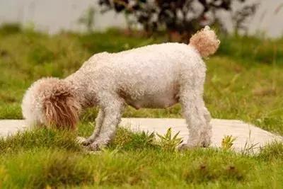 关于狗狗怀孕、孕期的最全知识储备，铲屎官快快收藏备用！