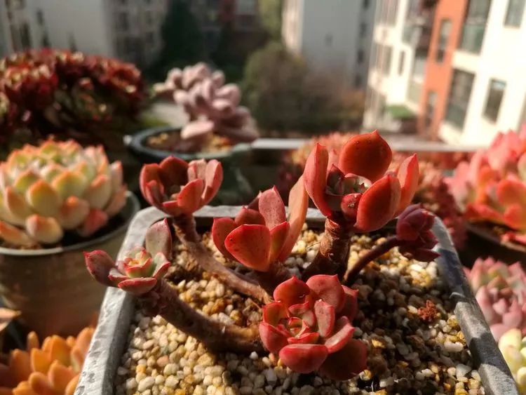 冬日暖阳邂逅最美的多肉,冬日暖阳和多肉暖了我的心