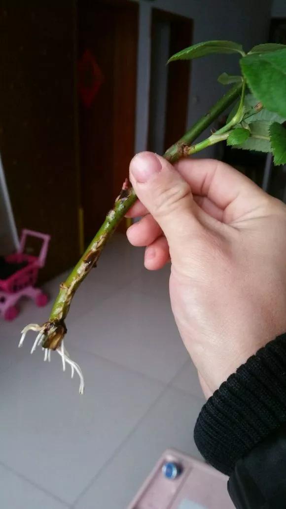 室内用塑料瓶扦插生根最快方法,瓶子装水养花