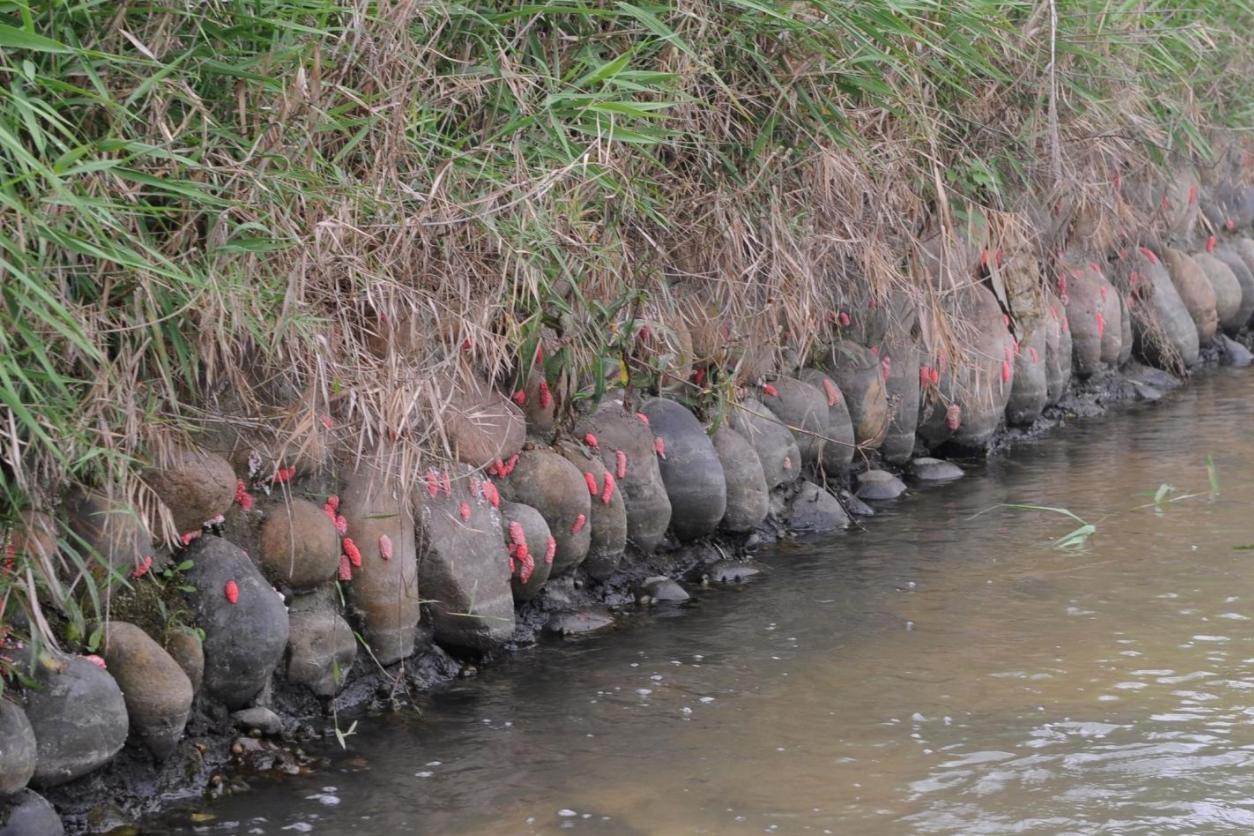 50只巨人恐蚁有多可怕,广州查获50只巨型蚂蚁