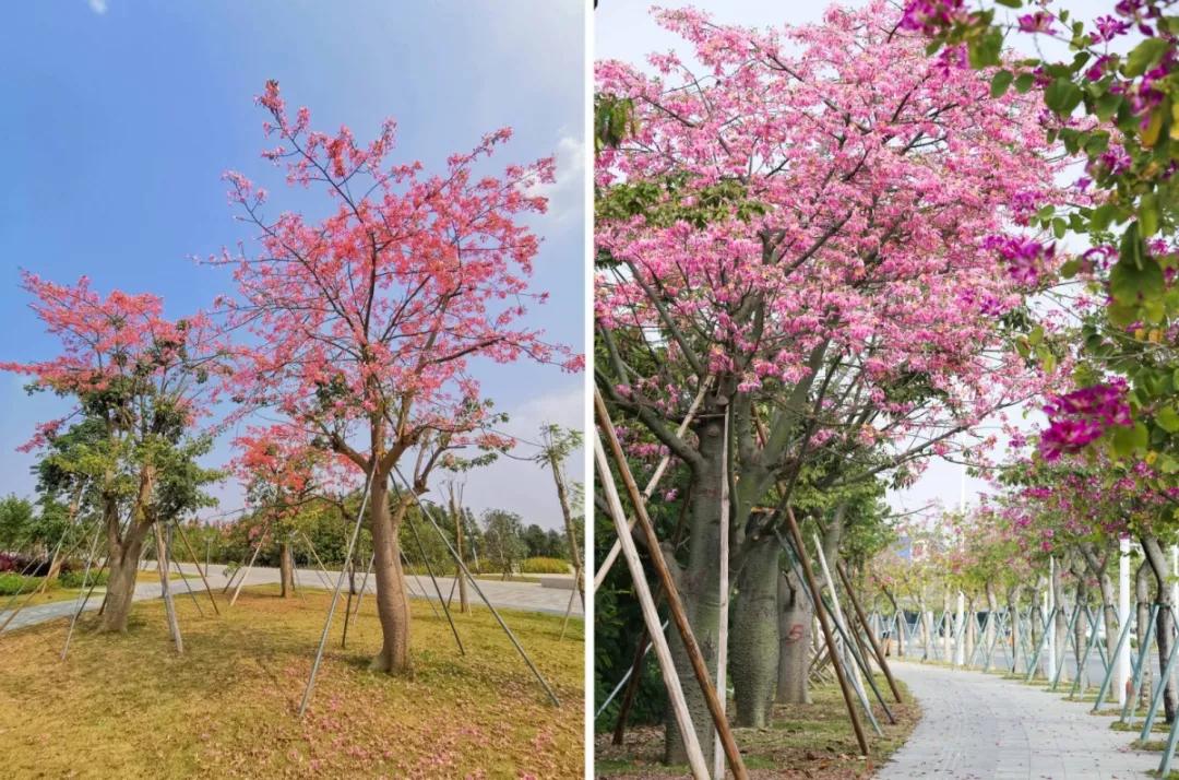 2020美到窒息！珠海的冬天，美炸了