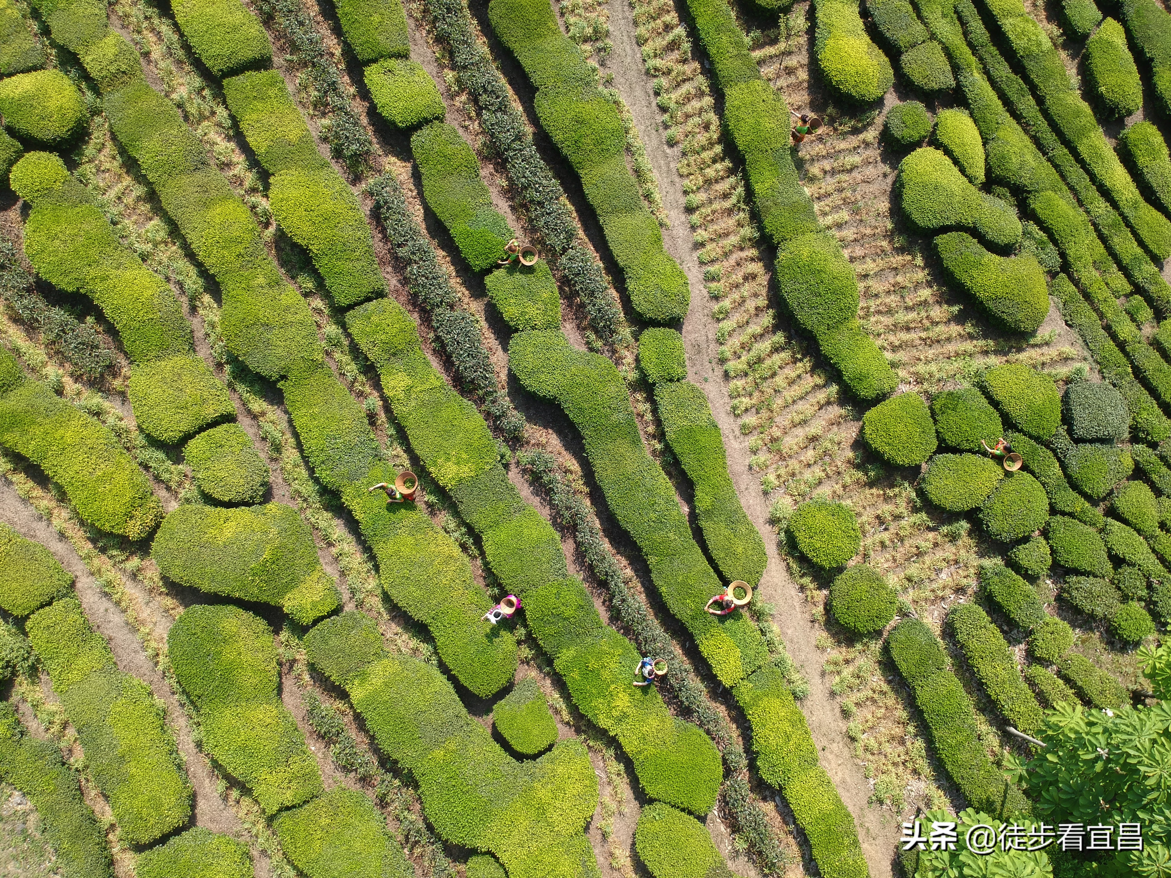 宜昌五峰茶乡全景,宜昌五峰国际旅游茶乡