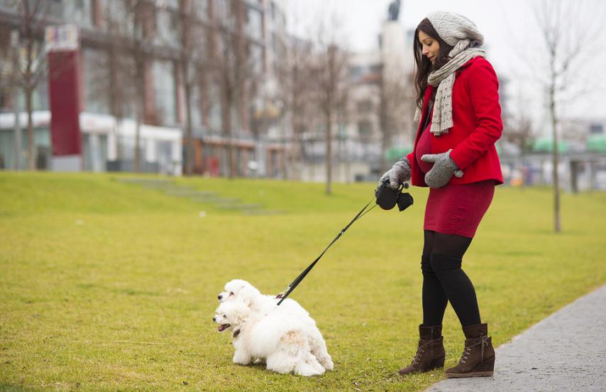 狗狗又开始乱拉大小便,狗狗在家随地大小便问题及训练