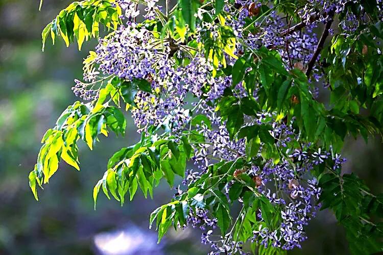 苦楝花盛开香气怡人,苦楝花的香气怎样形容